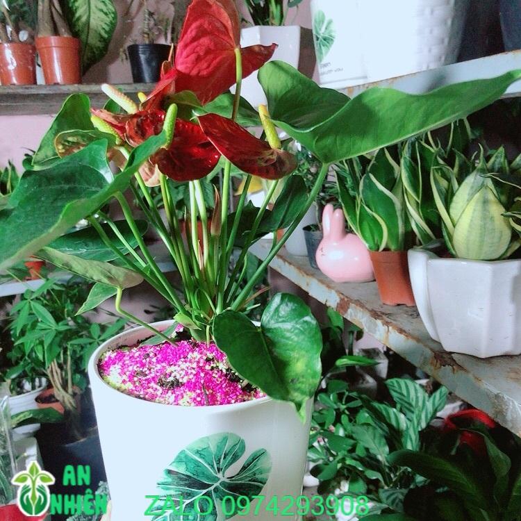 Chậu Cây Hồng Môn