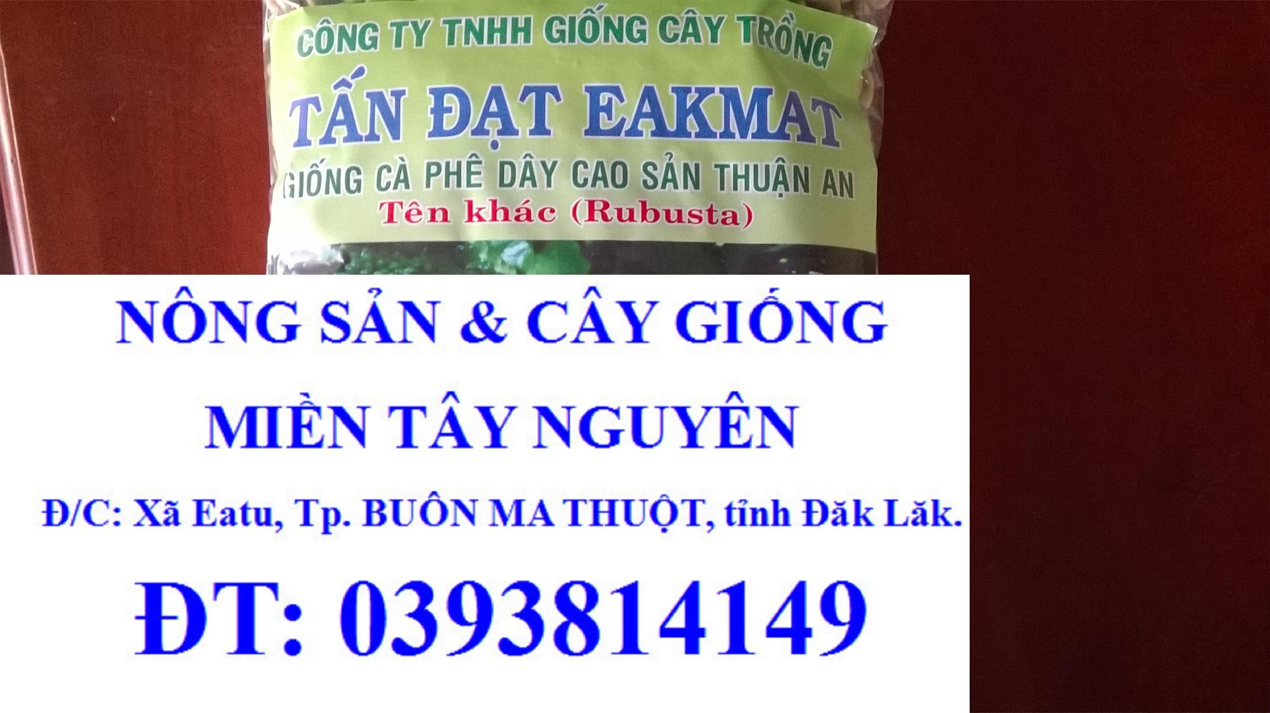 0,5 KG GRAM HẠT GIỐNG CÀ PHÊ DÂY THUẬN AN CAO SẢN .