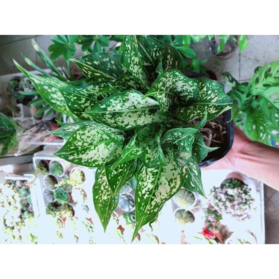 Cây ngọc ngân Bán Chạy
