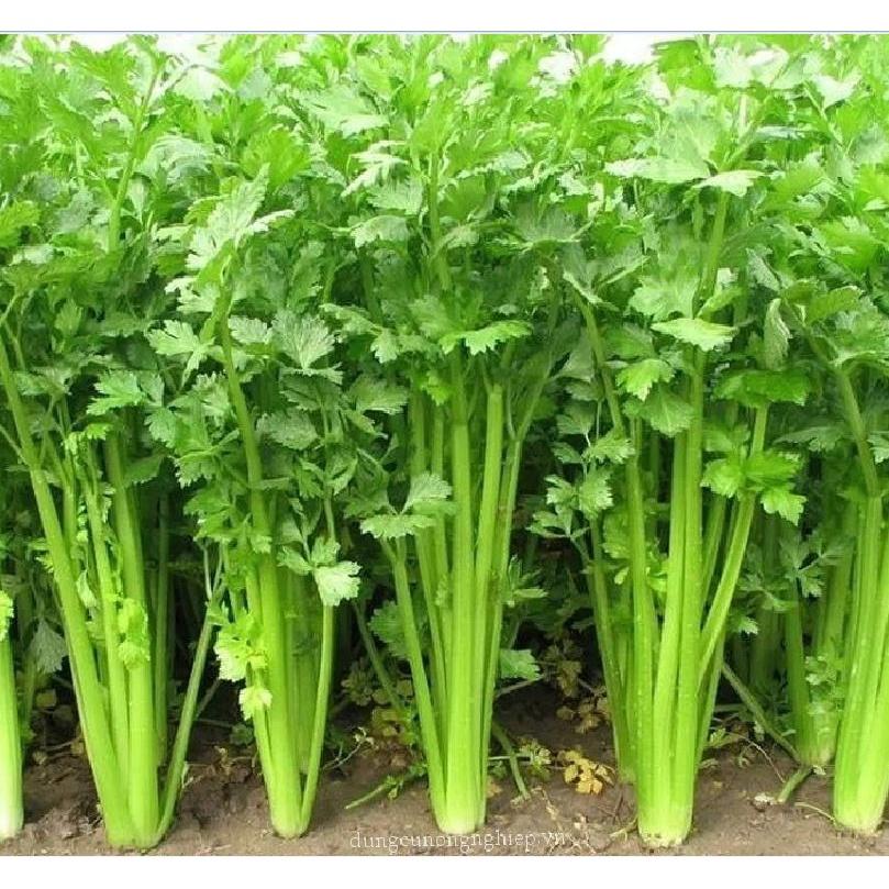 Combo 3 gói Hạt giống rau cần tây xanh dể trồng f1-gói 2 gram-tặng kèm 1 gói phân bón