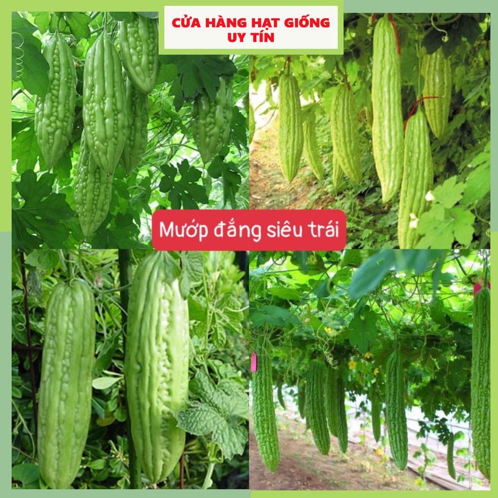 Hạt Giống Mướp Đắng Siêu Trái F1