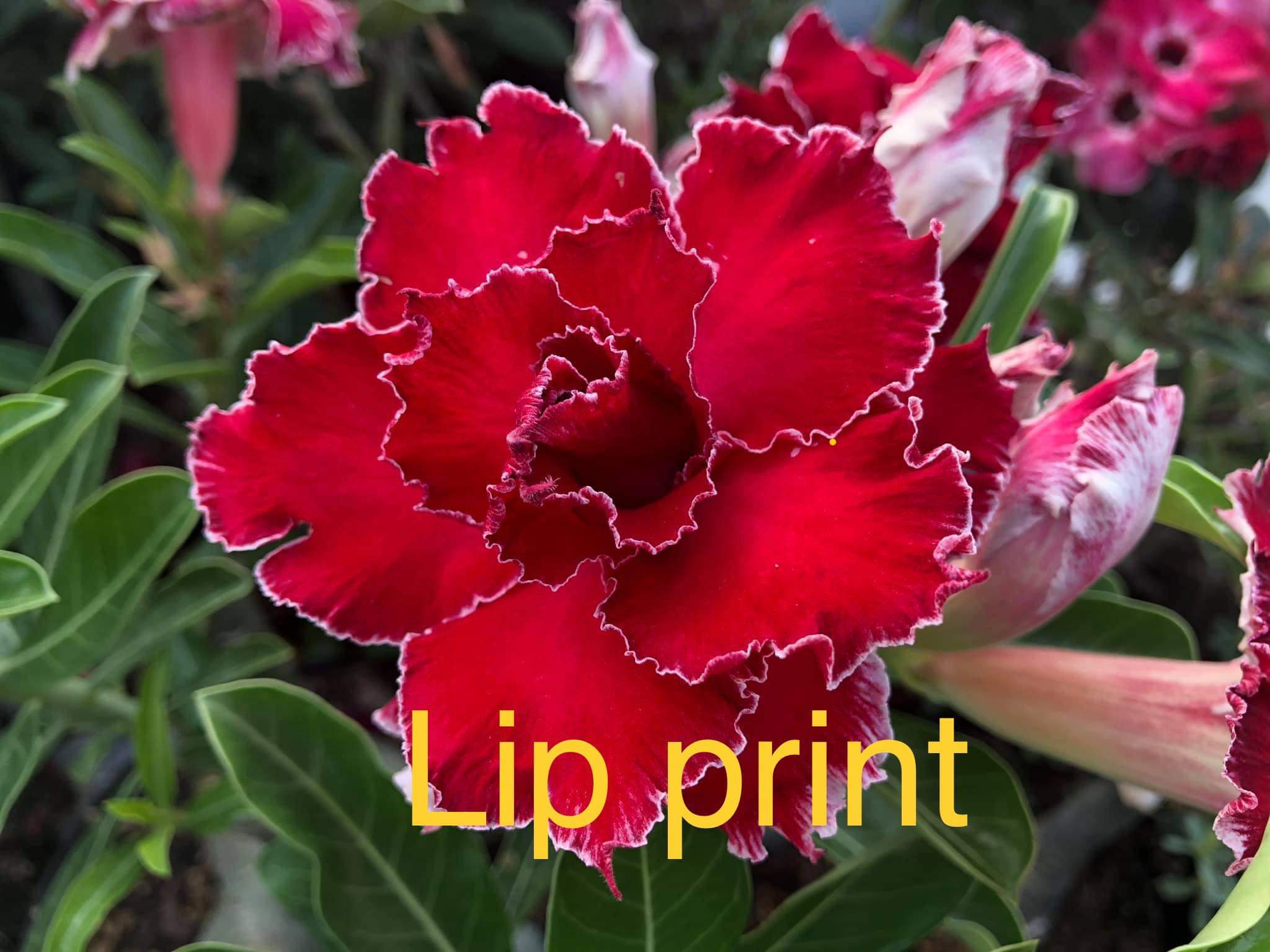 Sứ Thái Lip Print Chậu C9 Nhỏ 3-4 Cốt, Dáng Đẹp, Cao 20-35cm - Cây Sứ Thái