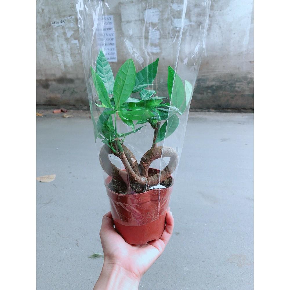 Chậu kim ngân nơ