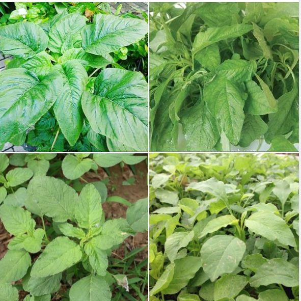 Hạt giống rau dền lá liễu xanh 1 gói 20gram