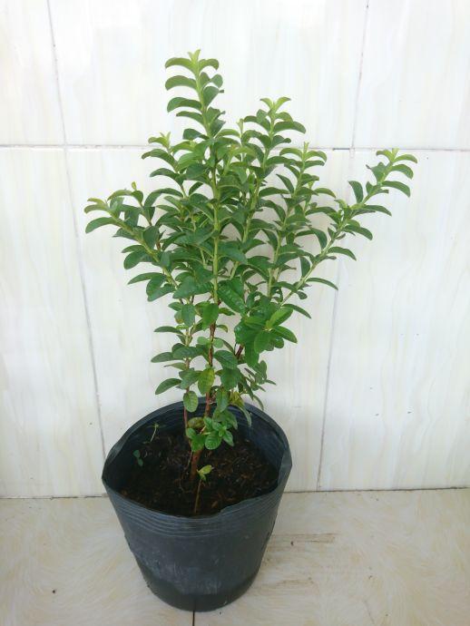Cây ổi kiểng cây đẹp chuẩn giống