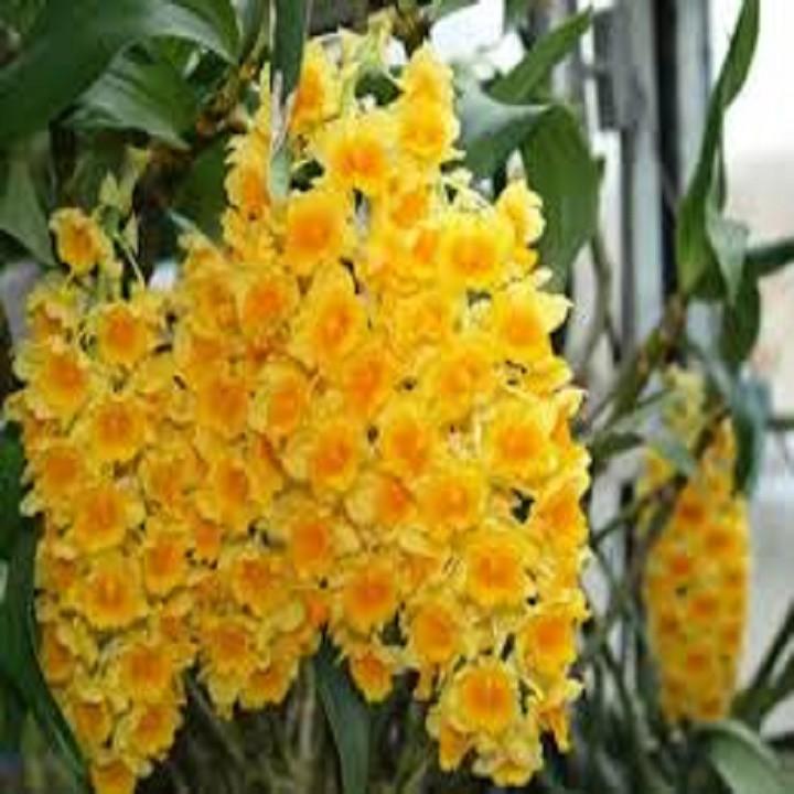 CHẬU LAN KIỀU VÀNG MỠ GÀ ,DÒNG LAN THỦY TIÊN - CHẬU TRỒNG THUẦN SIÊU ĐẸP