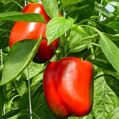 1Gr Hạt Giống Ớt Ngọt Chịu Nhiệt Lùn Dày