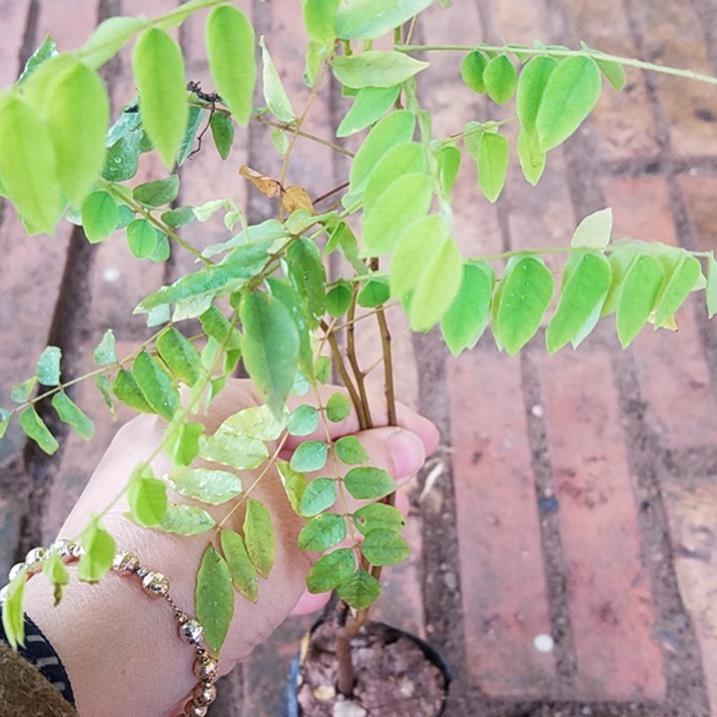 KHẾ NGỌT siêu quả, NGỌT THƠM - hàng cây giống F1
