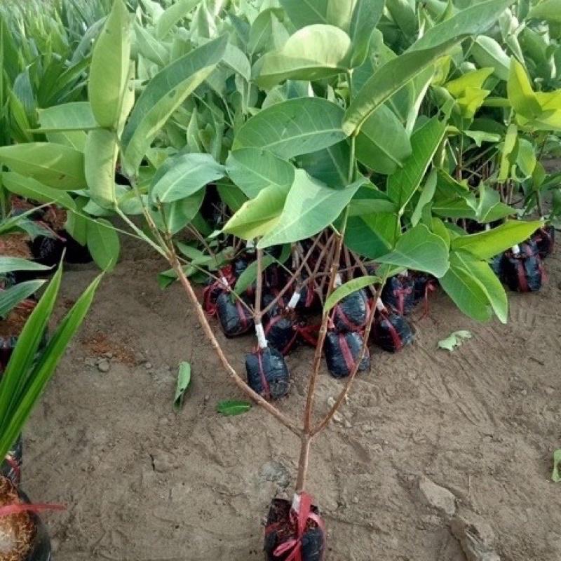 ROI ĐỎ THÁI LAN CÂY GIỐNG