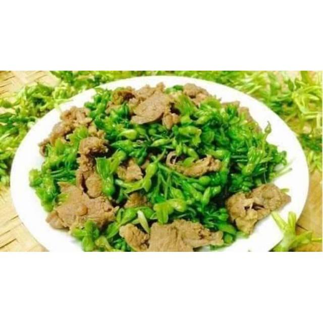 Sản phẩm CÂY GIỐNG THIÊN LÝ