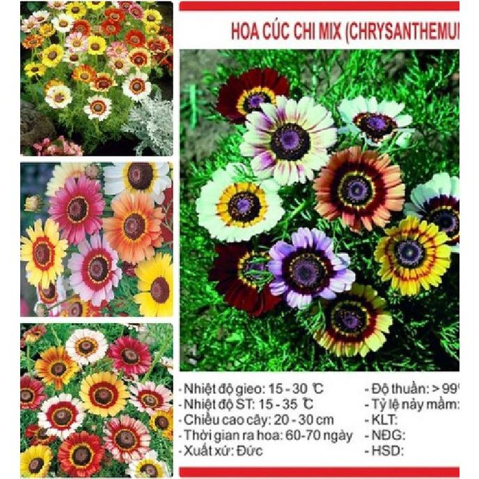 Hạt giống hoa cúc chi hỗn hợp nhiều màu-1 gói 50 hạt-ADCVV