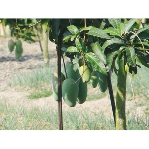 CÂY GIỐNG XOÀI THÁI SIÊU QUẢ- CAM KÊT GIỐNG CHUẨN F1 - CGXTLSQSN