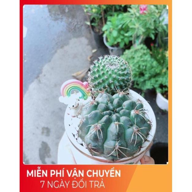 Chậu Xương Rồng Tiểu Cảnh Mini