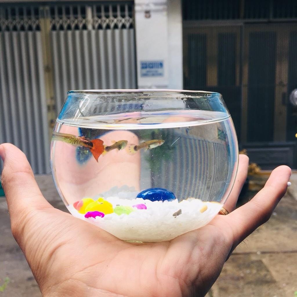 Chậu thủy tinh , bể cá mini tròn 10cm