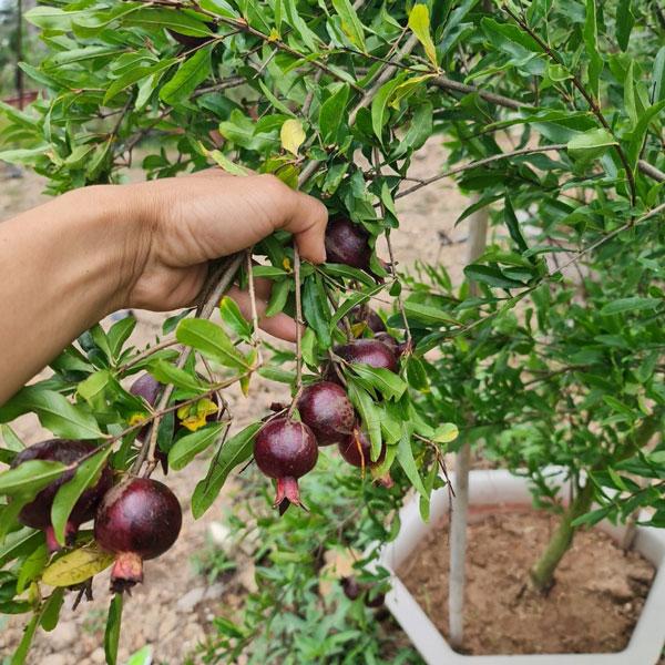 Cây giống Lựu Tím