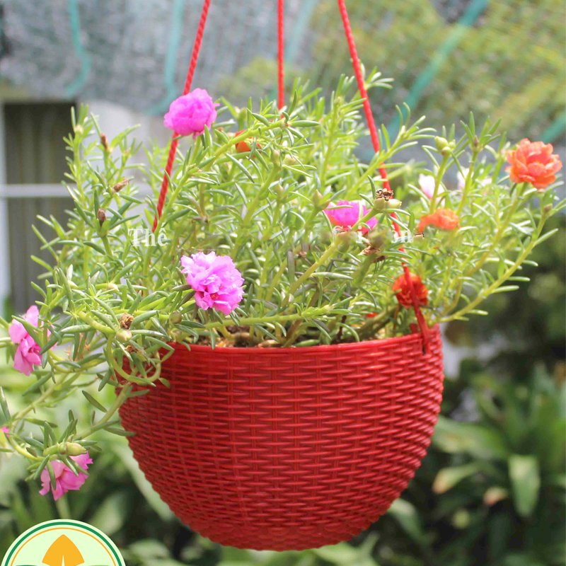 10 CHẬU nhựa treo đan mây,mẫu sang trọng,cứng dày đường kính 22x15cm-77521