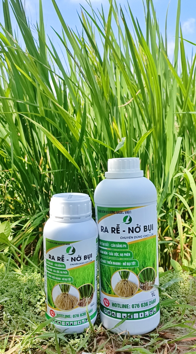 Ra rễ nở bụi - chuyên lúa giúp lúa đẻ nhánh - chai 500ml và 1L