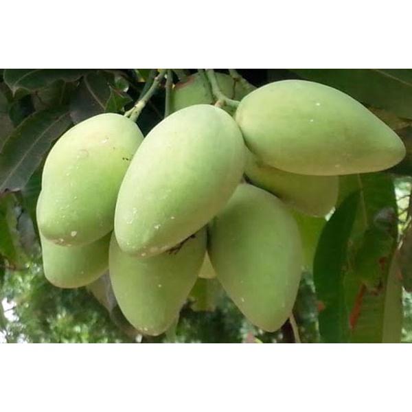 Cây giống xoài cát chu cao lãnh