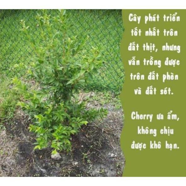 sản phẩm CÂY GIỐNG CHERRY MỸ ĐỎ