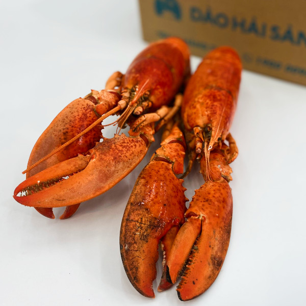 Tôm Hùm Alaska/Canada Chín Con 450g