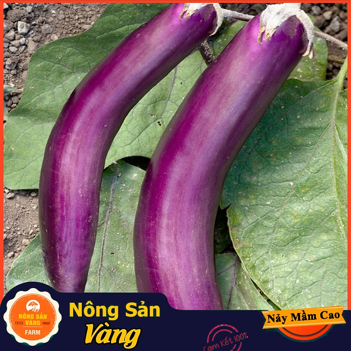 Hạt giống Cà Tím Quả Dài Năng Suất Cao - Nông Sản Vàng