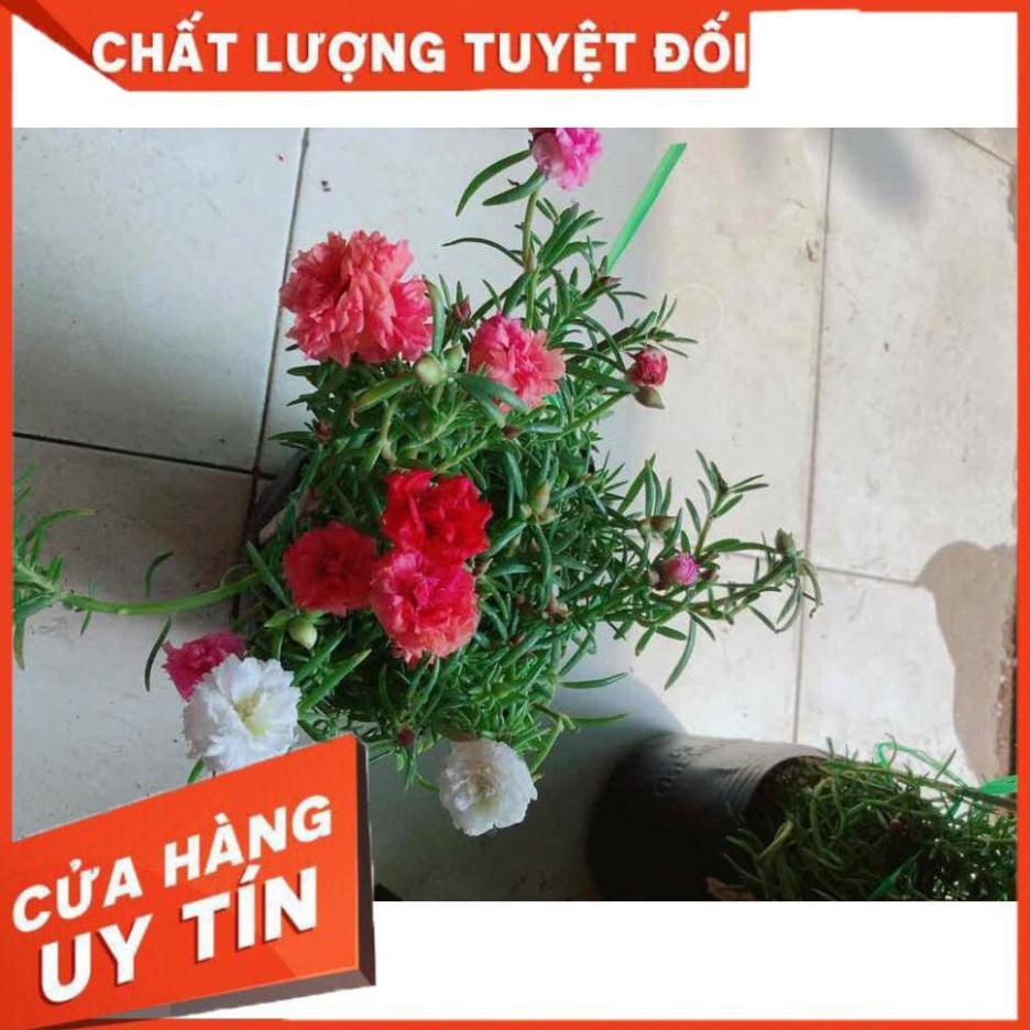 Hoa mười giờ mỹ Nhiều Người Mua