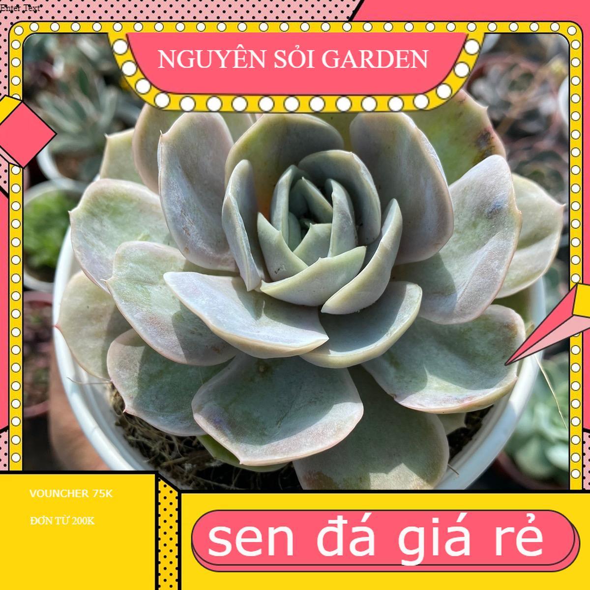 Sen đá size trung đồng giá