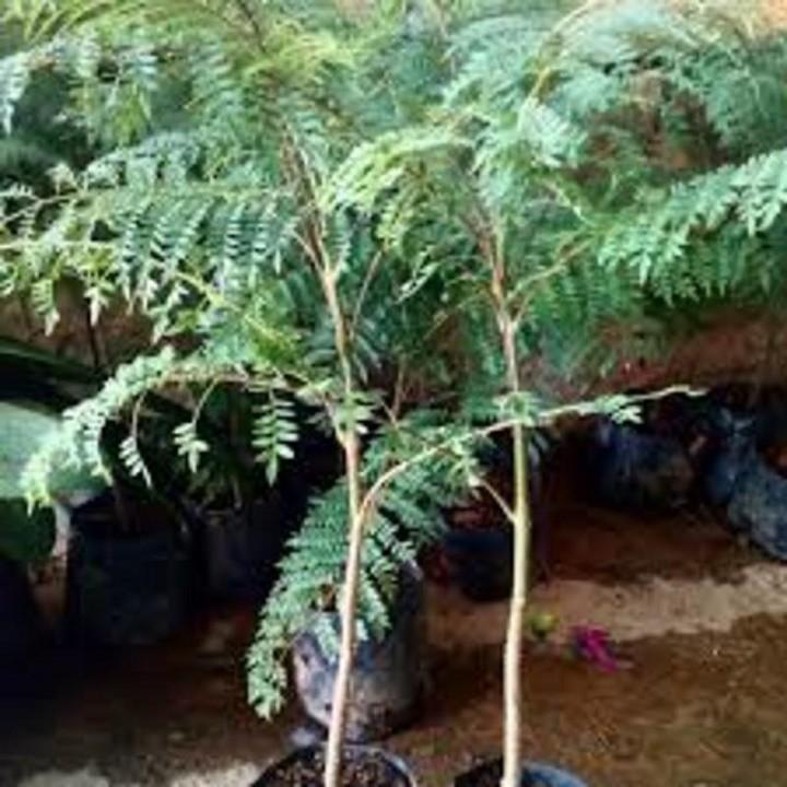 Hoa phượng tím chùm ớt đà lạt- hàng gửi đi nguyên bầu giống