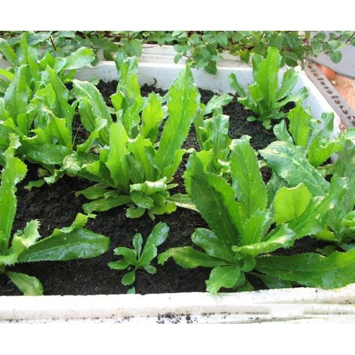 Hạt giống Mùi Tàu cao sản 10gr