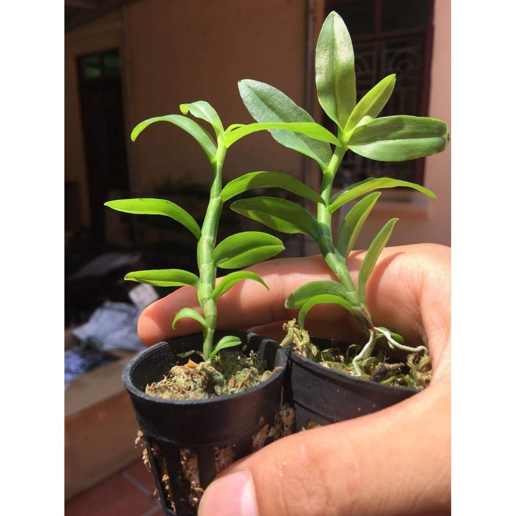 5ct gieo hạt côc giống