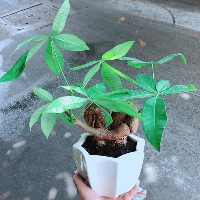 Chậu Kim Ngân Nơ