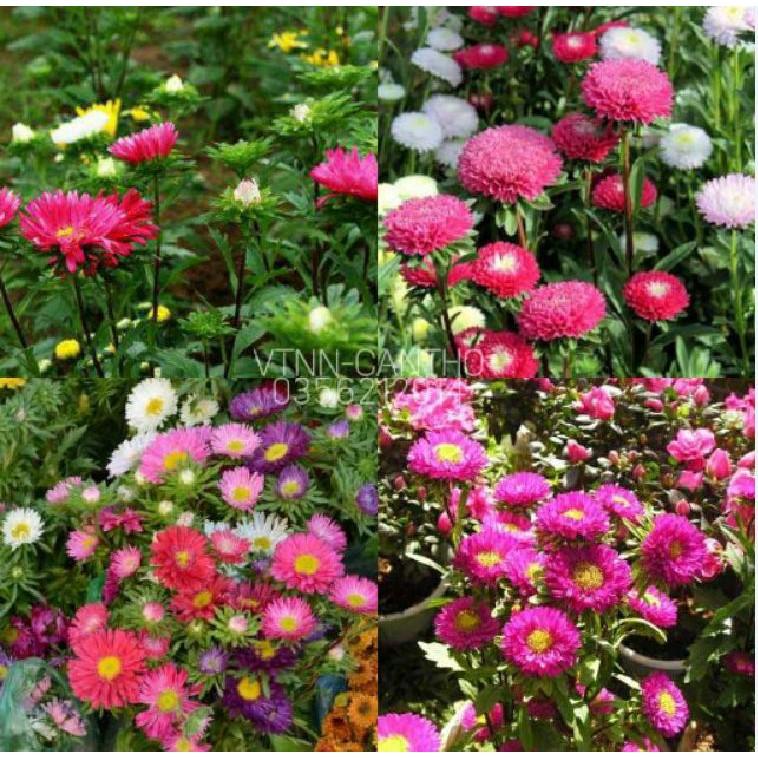 Hạt Giống Hoa Cúc Đà Lạt Nhiều Màu - 50 hạt/gói