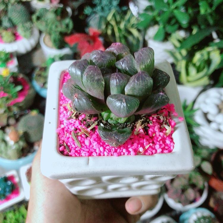 Chậu Cây Kim Cương Màu Tím