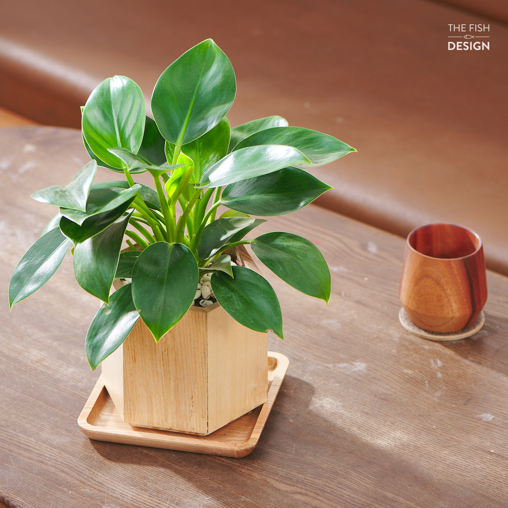 Chậu cây đế vương xanh cho người người mệnh Mộc và Hỏa, mang lại may mắn và thịnh vượng và sự thăng tiến | size L | The Fish Design