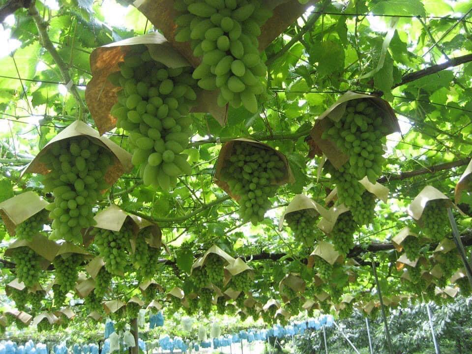 Cây Nho Xanh Ninh Thuận - Cây Đẹp Cam Kết Chuẩn Giống