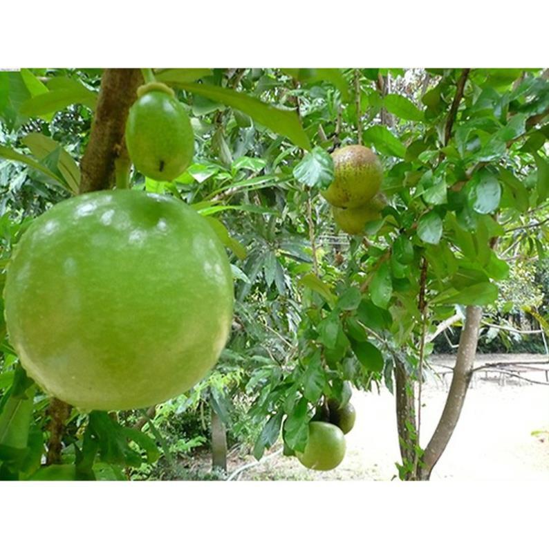 CÂY GIỐNG CÂY ĐÀO TIÊN , CAM KẾT CHUẨN GIỐNG