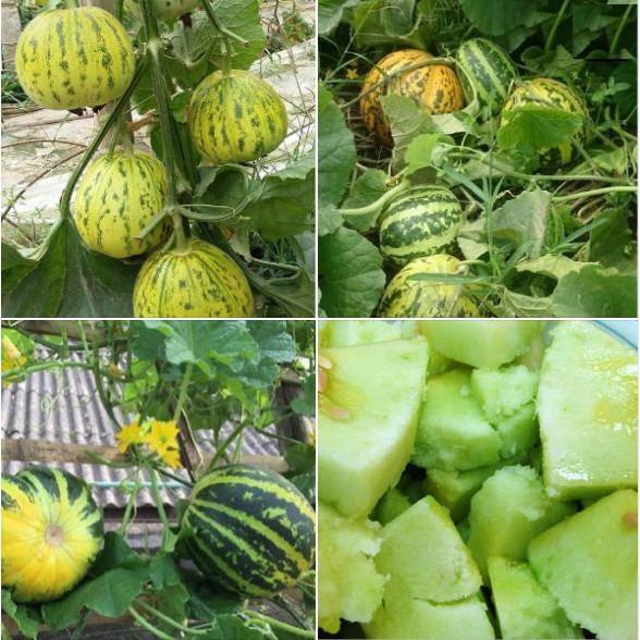 Hạt giống dưa bở quả tròn giống F1 năng suất cực cao 30 hạt/gói