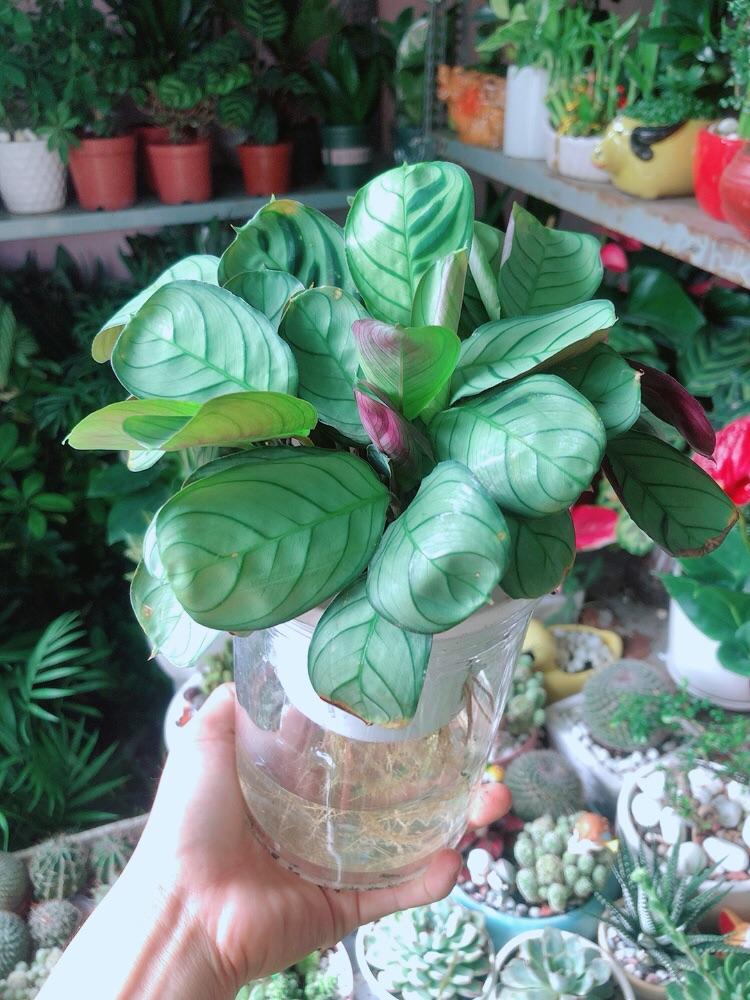 Chậu Cây Đuôi Công