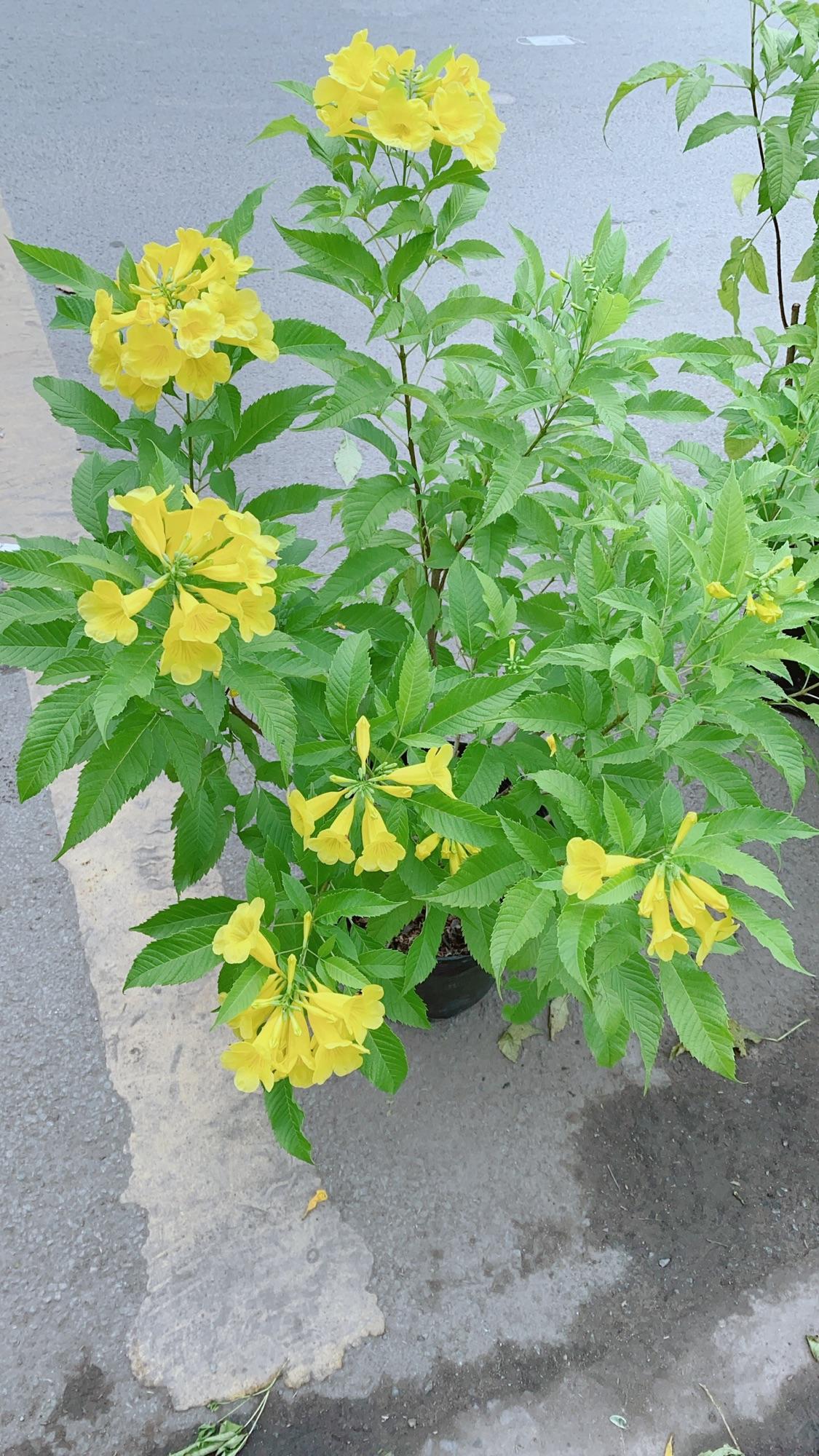 Chậu Cây Cần Thăng