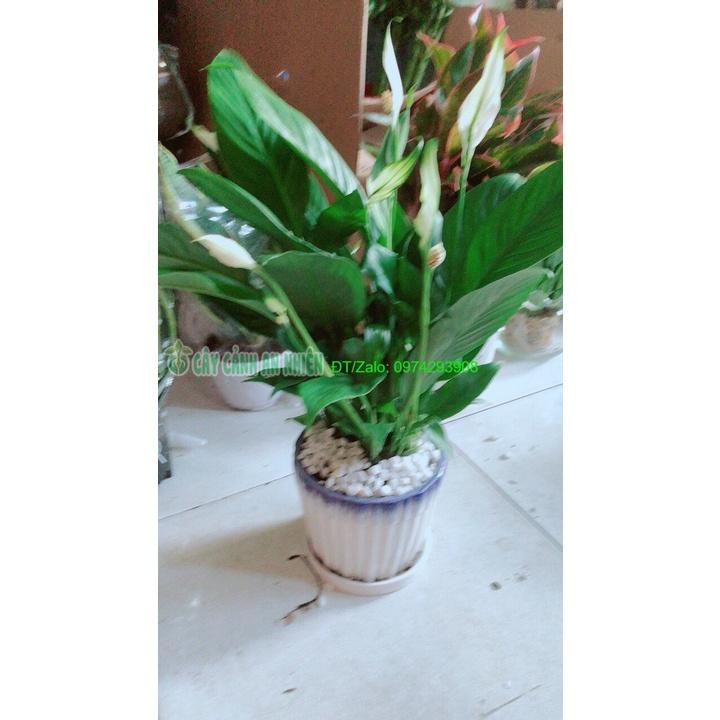 Chậu Cây Lan Ý
