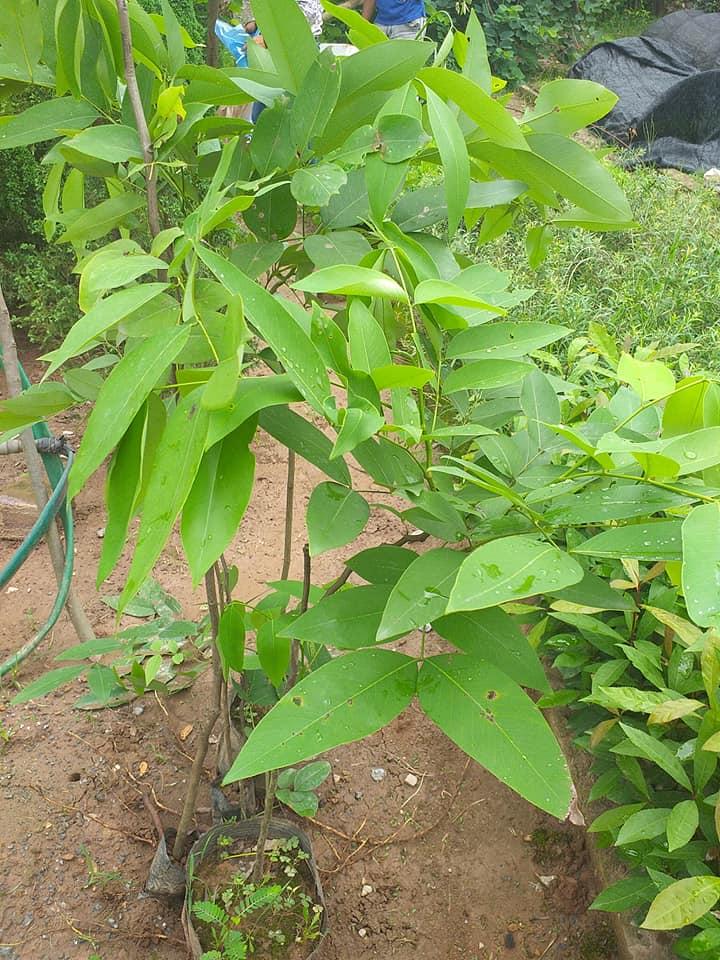 CÂY GIỐNG LÁ VỐI