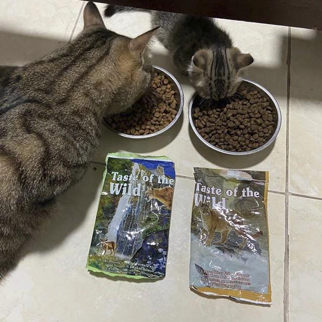 Thức Ăn Cho Mèo Ba Tư, Taste Of The Wild Bao 2kg - Thức Ăn Cho Mèo Vị Nai Nướng Cá Hồi Xông Khói