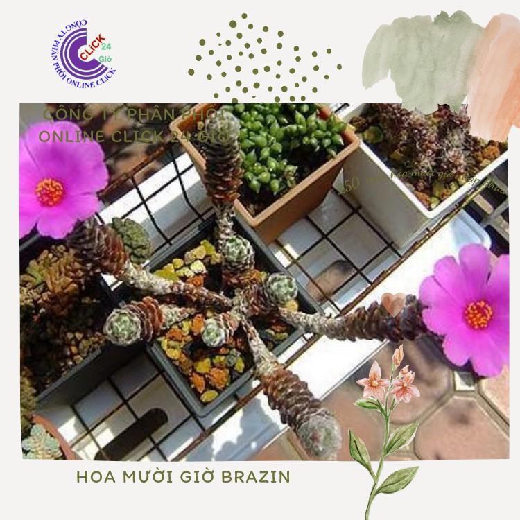 Hoa Mười Giờ Braxin Đẹp Lạ Dễ Trồng Giống Mới Nhập Hoa Mười Giờ Bonsai & Phụ Kiện