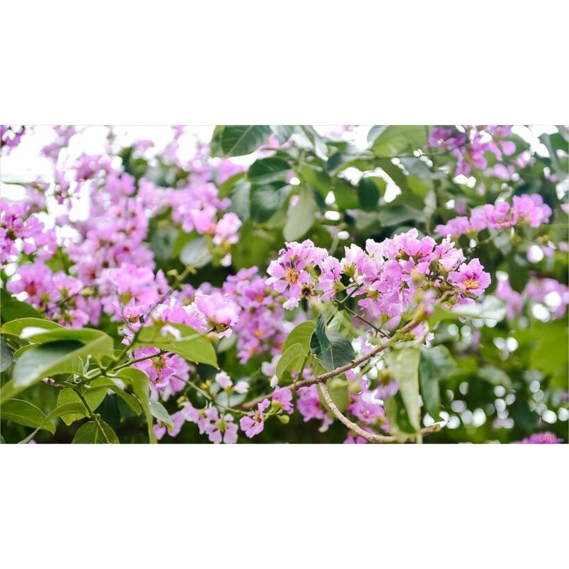 CÂY GIỐNG BẰNG LĂNG LÁ ỔI )