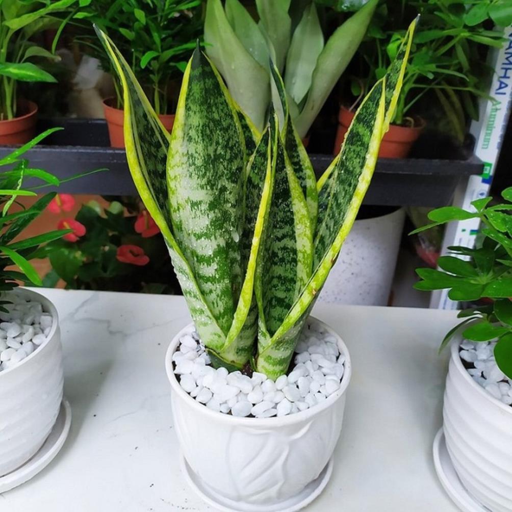 CÂY LƯỠI HỔ SIÊU LÙN SIÊU ĐẸP HÀNG THÁI,CÂY PHONG THỦY ĐỂ BÀN VƯỢNG KHÍ CHO GIA CHỦ