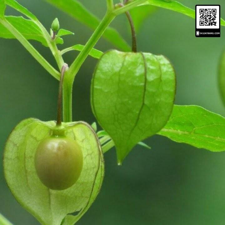 Hạt Giống Cây Thù Lù Nam Mỹ 50 hạt/gói