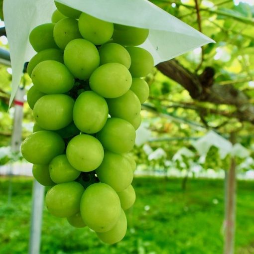 Cây Nho Giống Mẫu Đơn Shine Muscat.