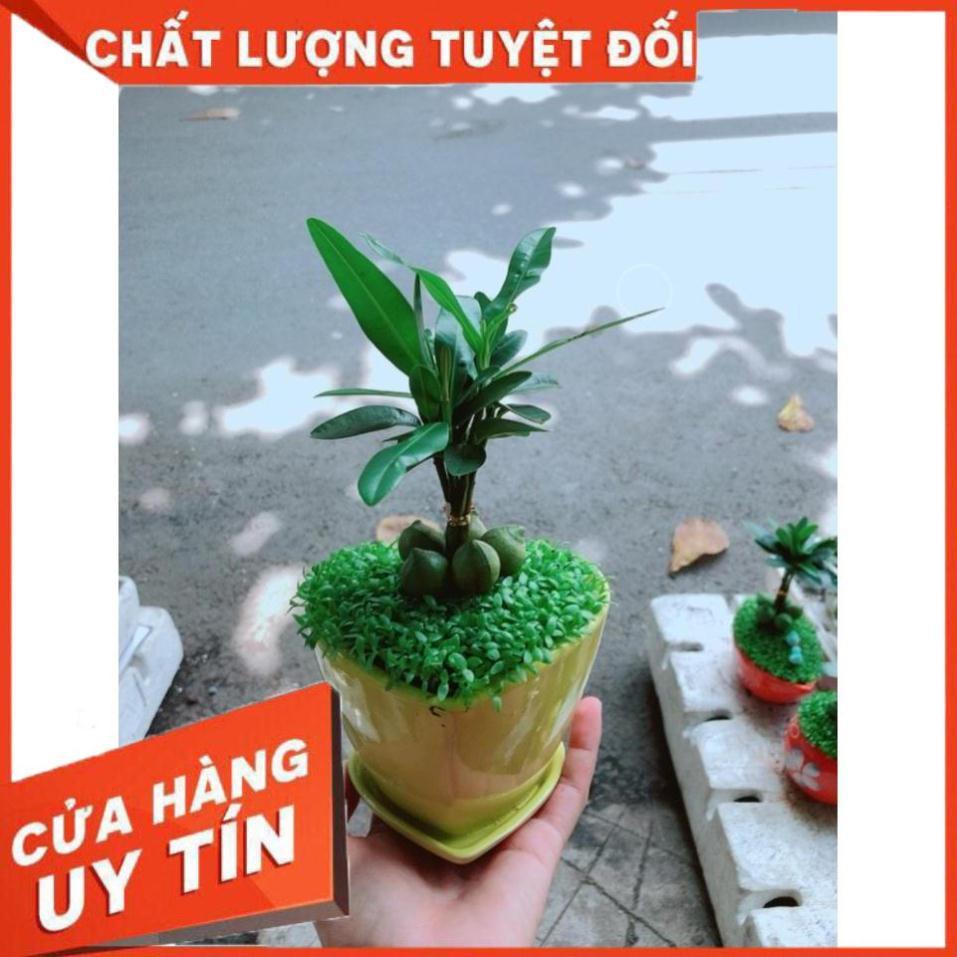 Chậu Cây May Mắn Trái Tim Vàng Nhiều Người Mua
