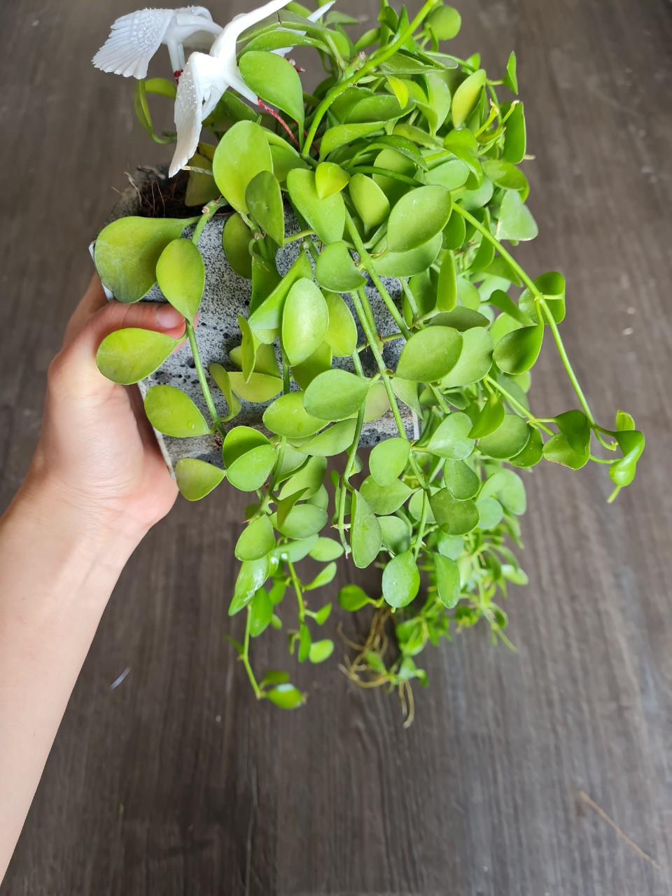 Chậu trồng sen đá bằng đá ong xám tự nhiên 10x10x10cm