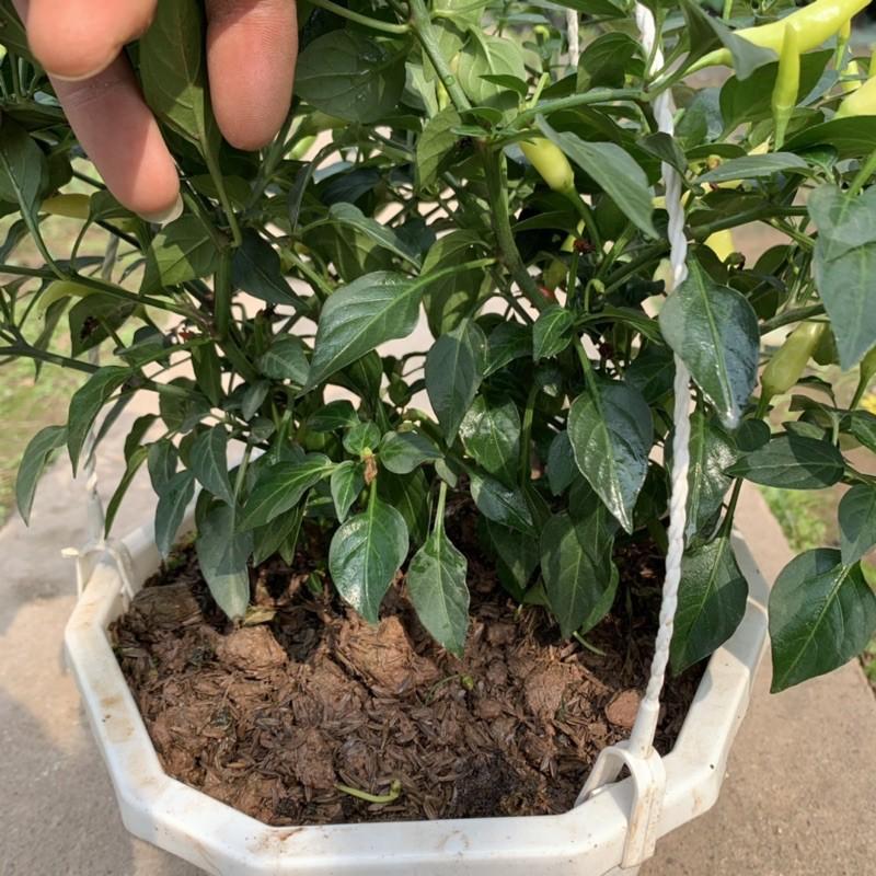 Cây ớt cảnh trồng chậu treo cao 20cm, cây ra quả quanh năm và cực sai quả, cây cảnh trang trí sân vườn và treo tường